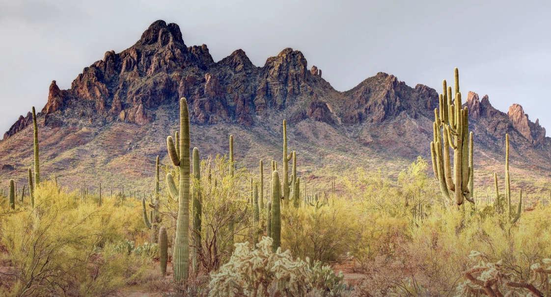 Arizona Real Estate